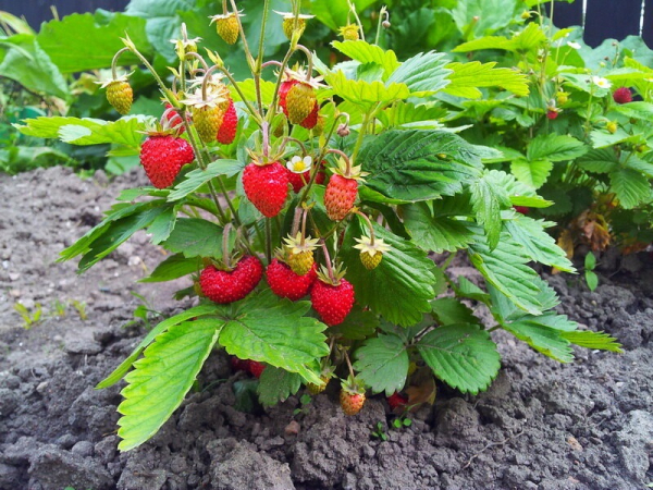 Причины появления мелких ягод клубники и их устранение